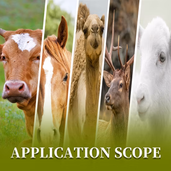 Mischfutterzusatz für Schafe zur Förderung des Tierwachstums, zur Erhöhung des Körpergewichts und zur Verbesserung der Widerstandskraft, 15 kg/Eimer